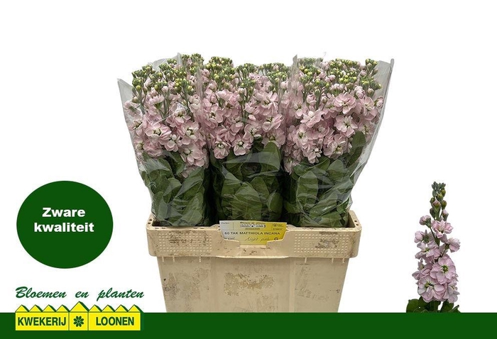 <h4>MATTH MILLA LIGHT PI</h4>