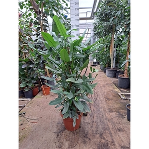 Philodendron Hastatum XXL