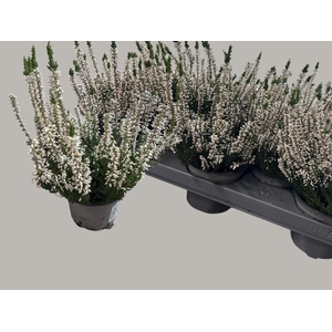 CALLU WIBOS WEISS