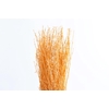 Berk Klb Apricot