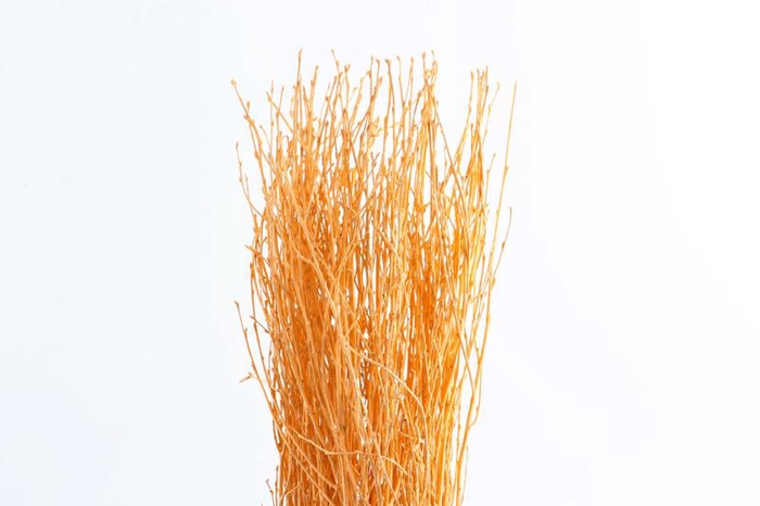 <h4>Berk Klb Apricot</h4>