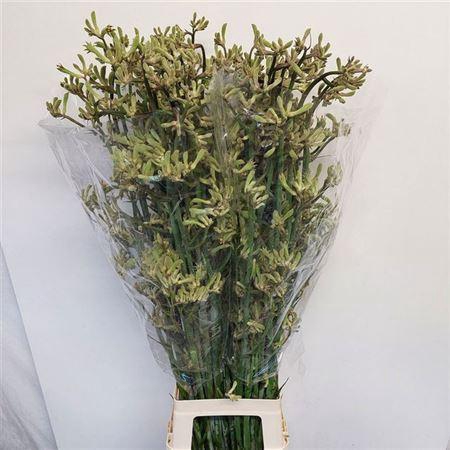 <h4>Anigozanthos Green Fever</h4>