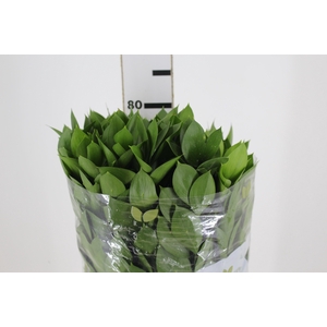FOLH RUSCUS 080 CM