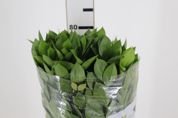 <h4>FOLH RUSCUS 080 CM</h4>