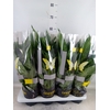 Spathiphyllum  'Sweet Chico'