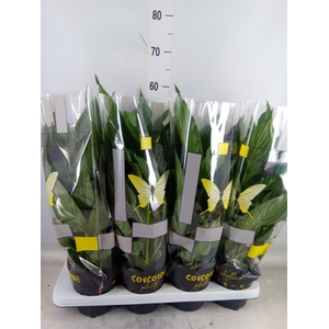 Spathiphyllum  'Sweet Chico'