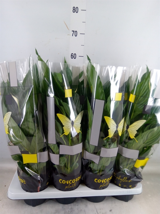 <h4>Spathiphyllum  'Sweet Chico'</h4>