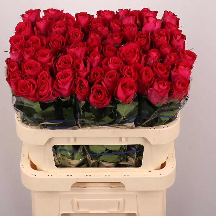 <h4>R GR MADAM CERISE</h4>