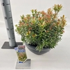 Pieris japonica Little Heath