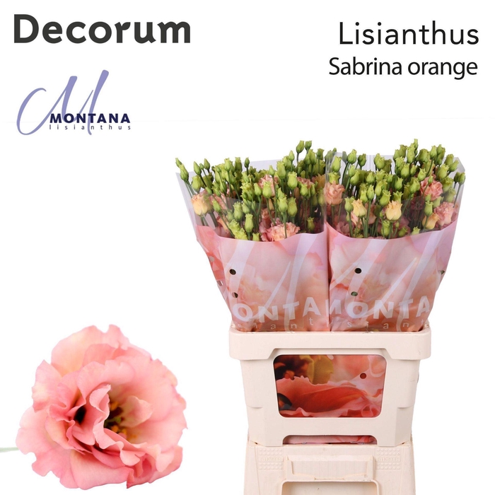 <h4>Eustoma russ. DU 'Sabrina Orange'</h4>