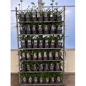 Agapanthus evergreen mix trolley P17 (MG26015)