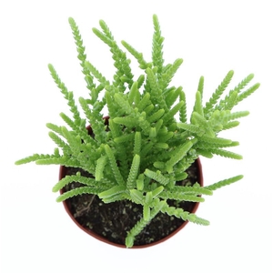 Crassula Lycopodioides CR8004