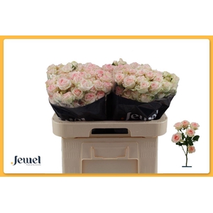 Rosa spray happy wedding