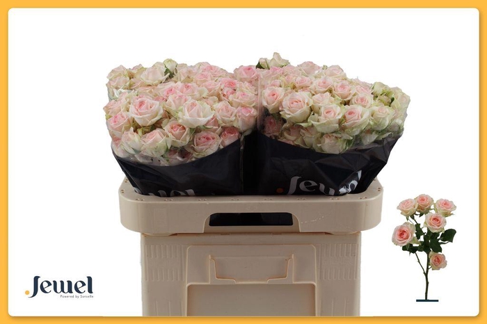 <h4>Rosa spray happy wedding</h4>