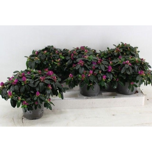 RHODO SI FLAMENCO P13