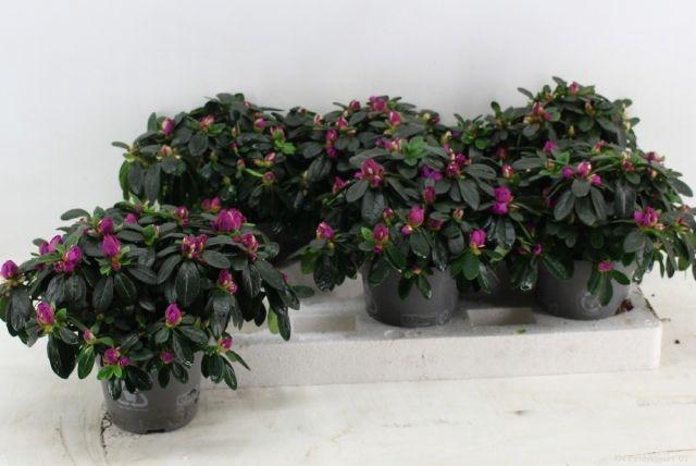 <h4>RHODO SI FLAMENCO P13</h4>