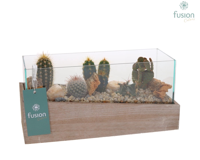 <h4>Aquarium Small met Cactussen</h4>