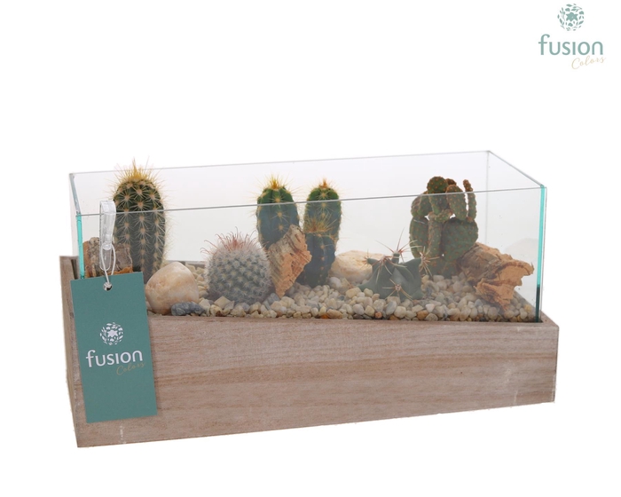<h4>Aquarium Small met Cactussen</h4>