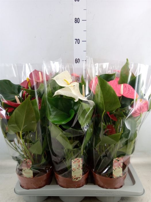 <h4>Anthurium andr. 'Idaho'</h4>