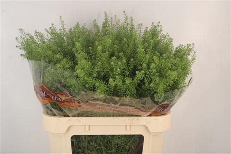 <h4>Lepidium Green Bell</h4>