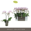 Phalaenopsis Multifloratypes Floriclone Angel Eyes