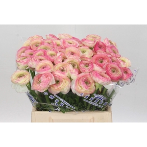 Ranunculus Clooney Felicitade Dark Extra
