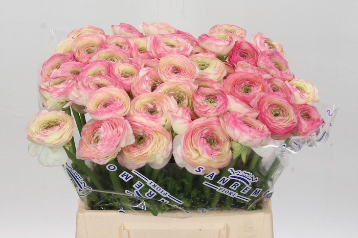 <h4>Ranunculus Clooney Felicitade Dark Extra</h4>