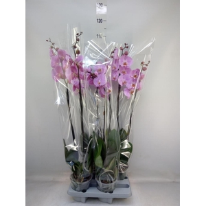 Phalaenopsis   ...rose