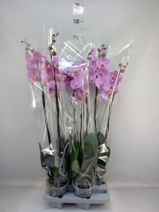 <h4>Phalaenopsis   ...rose</h4>