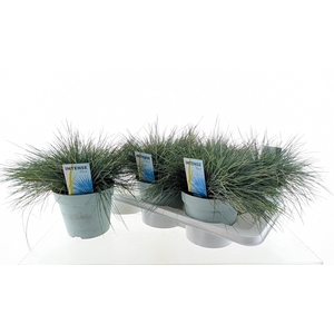 FEST GL INTENSE BLUE