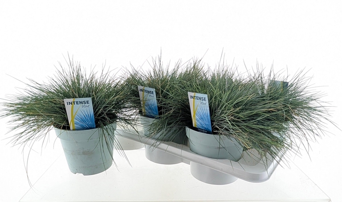 <h4>FEST GL INTENSE BLUE</h4>