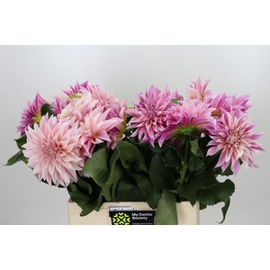 Dahlia Café au Lait