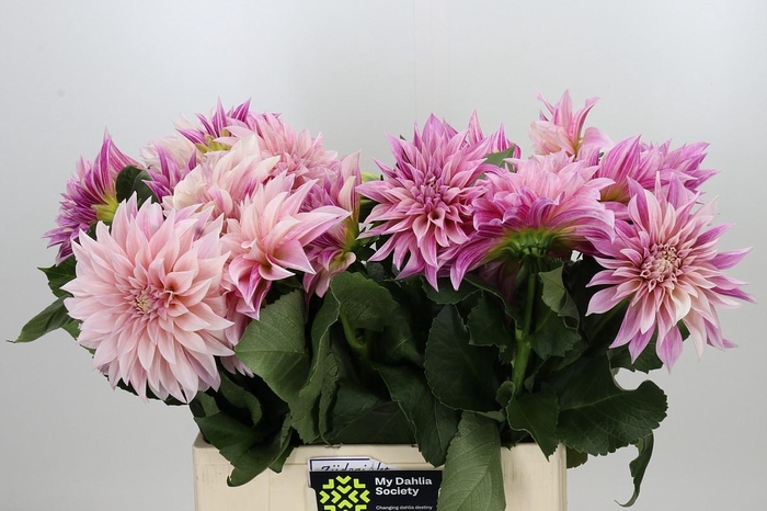 <h4>Dahlia Café au Lait</h4>