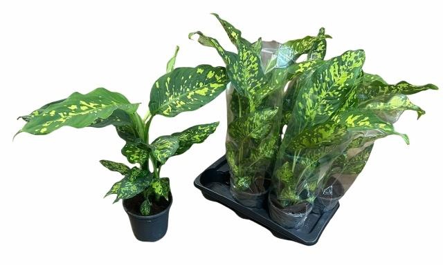 <h4>DIEFF OV SPOTTY</h4>