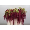 Amaranthus caudatus 'Red Cord'