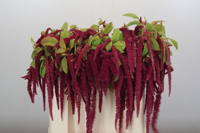 <h4>Amaranthus caudatus 'Red Cord'</h4>