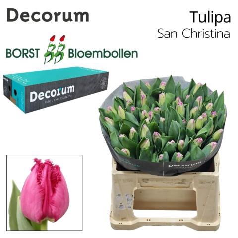 <h4>TU FR San Christina</h4>