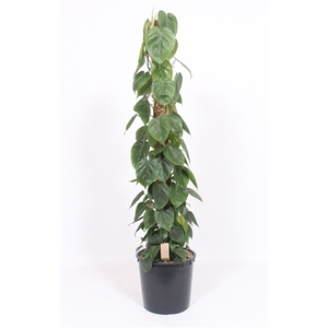 Philodendron Scandens