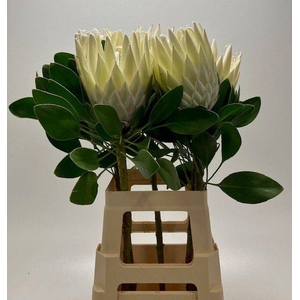 PROTEA CY ARCTIC ICE