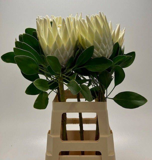 <h4>PROTEA CY ARCTIC ICE</h4>