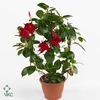 Mandevilla  'Sundavil Red'