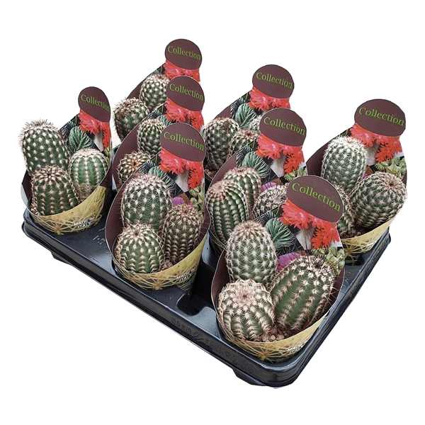 <h4>ECHINOCEREUS PECTINATUS - POT Ø 10,5 - COLLECTION - WITH POTCOVER (CACTUS)</h4>