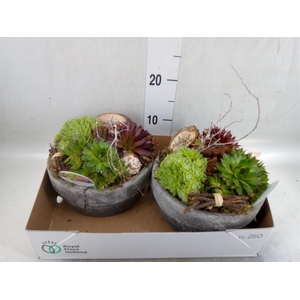 Arr.  Sempervivum L%