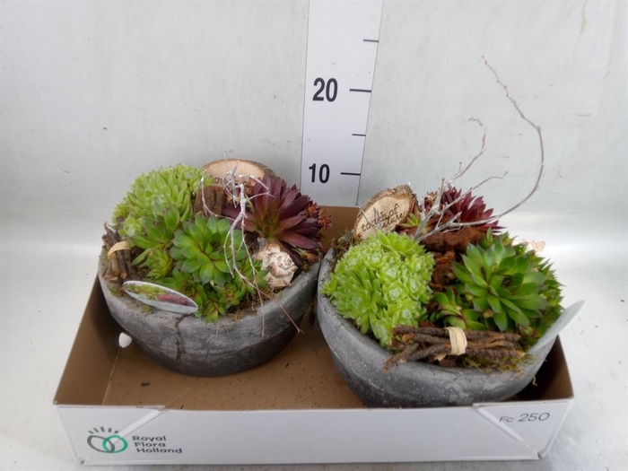 <h4>Arr.  Sempervivum L%</h4>