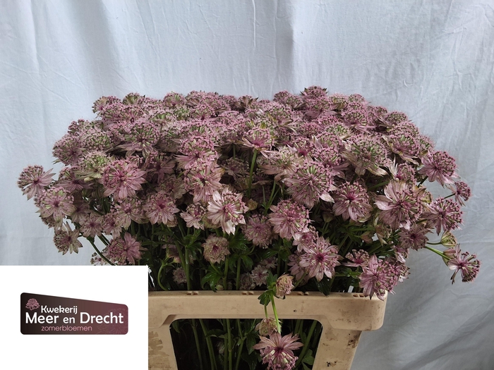 <h4>ASTR ROSITA</h4>