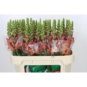 Antirrhinum Avignon Deep Orange