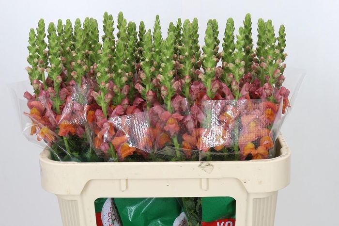 <h4>Antirrhinum Avignon Deep Orange</h4>