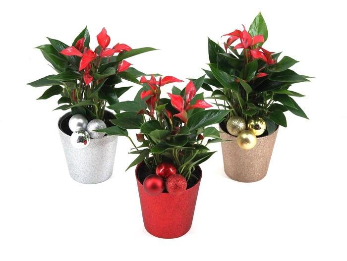 <h4>Anthurium XL.67 Trillions Red 12cm in glitterpot met kerstbalbijsteker</h4>