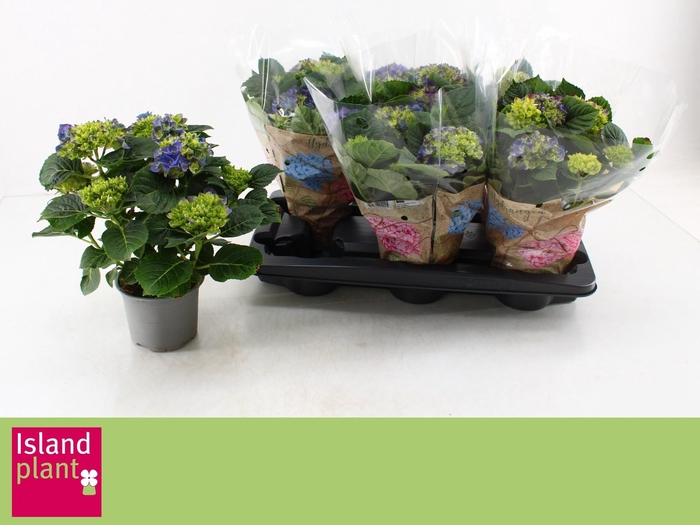 <h4>HYDR M HI CANAL</h4>