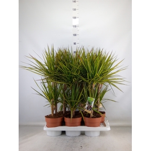 Dracaena marg. 'Sunray'